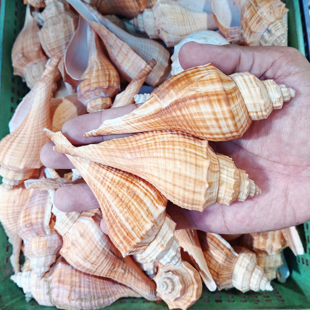 Cangkang kerang hias - kerang bekicot - kerang besar - kerajinan kerang bekicot - kerang panjang