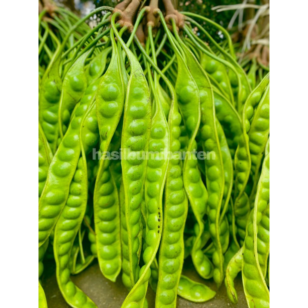 

PETE PETAI TUA FRESH ISI 1 PAPAN LONJOR