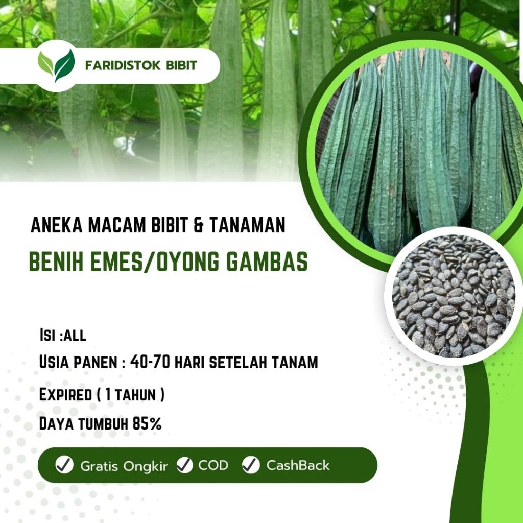 benih emes /oyong  gambas lokal (500 butir)