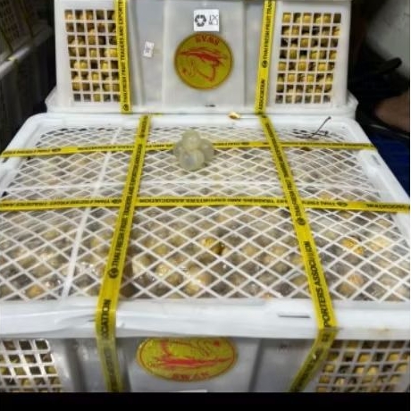 

Buah Klengkeng Bangkok Gold swan per 1 bok krat