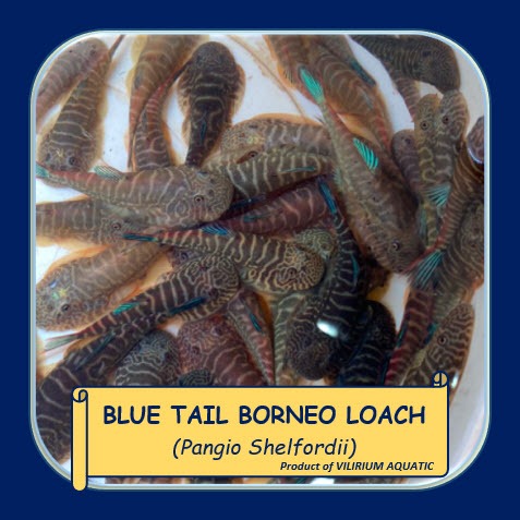 IKAN HIAS AIR TAWAR - BORNEO SUCKER EKOR BIRU / BORNEO LOACH EKOR BIRU / PANGIO SHELFORDIL (ALGAEATE