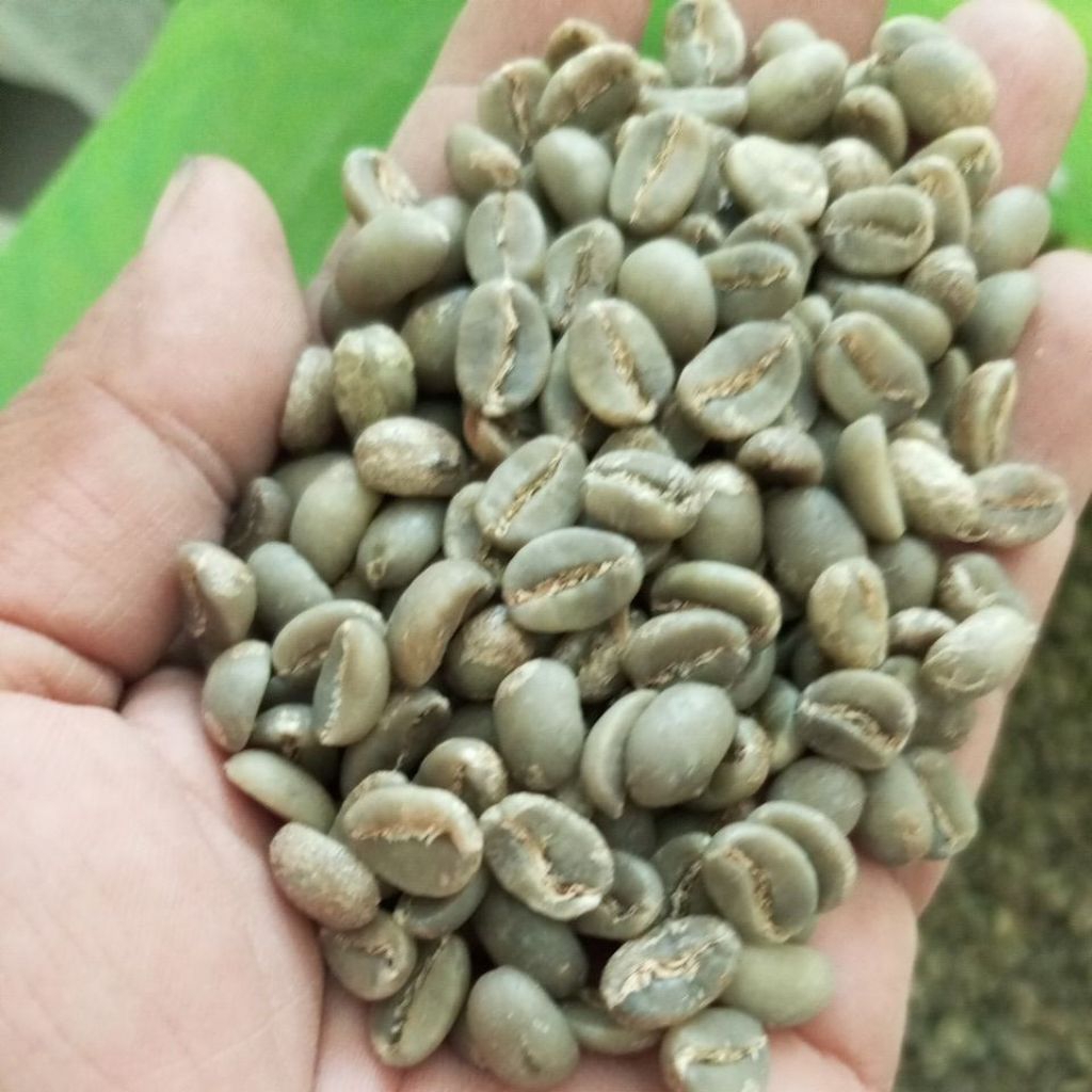 

arabica fulwos