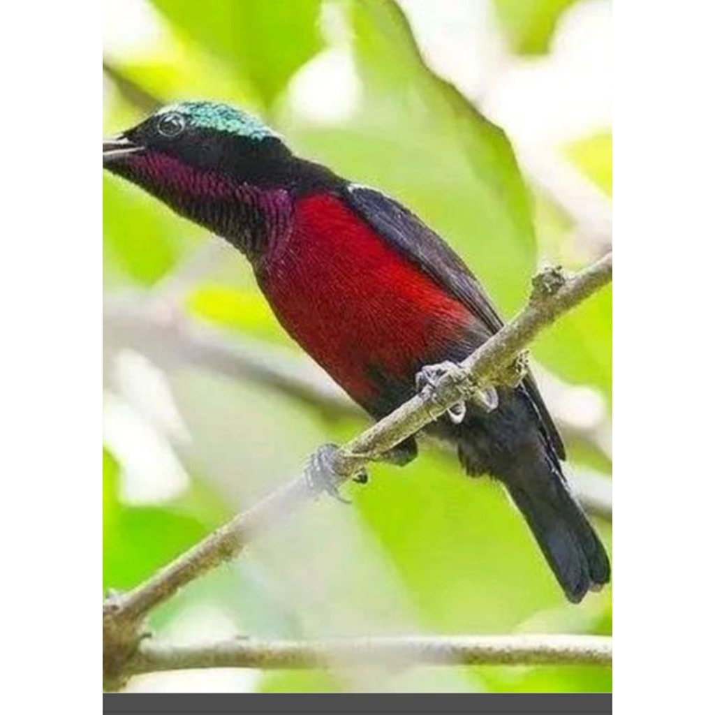 brid ninja/Kolibri gacoran/full set