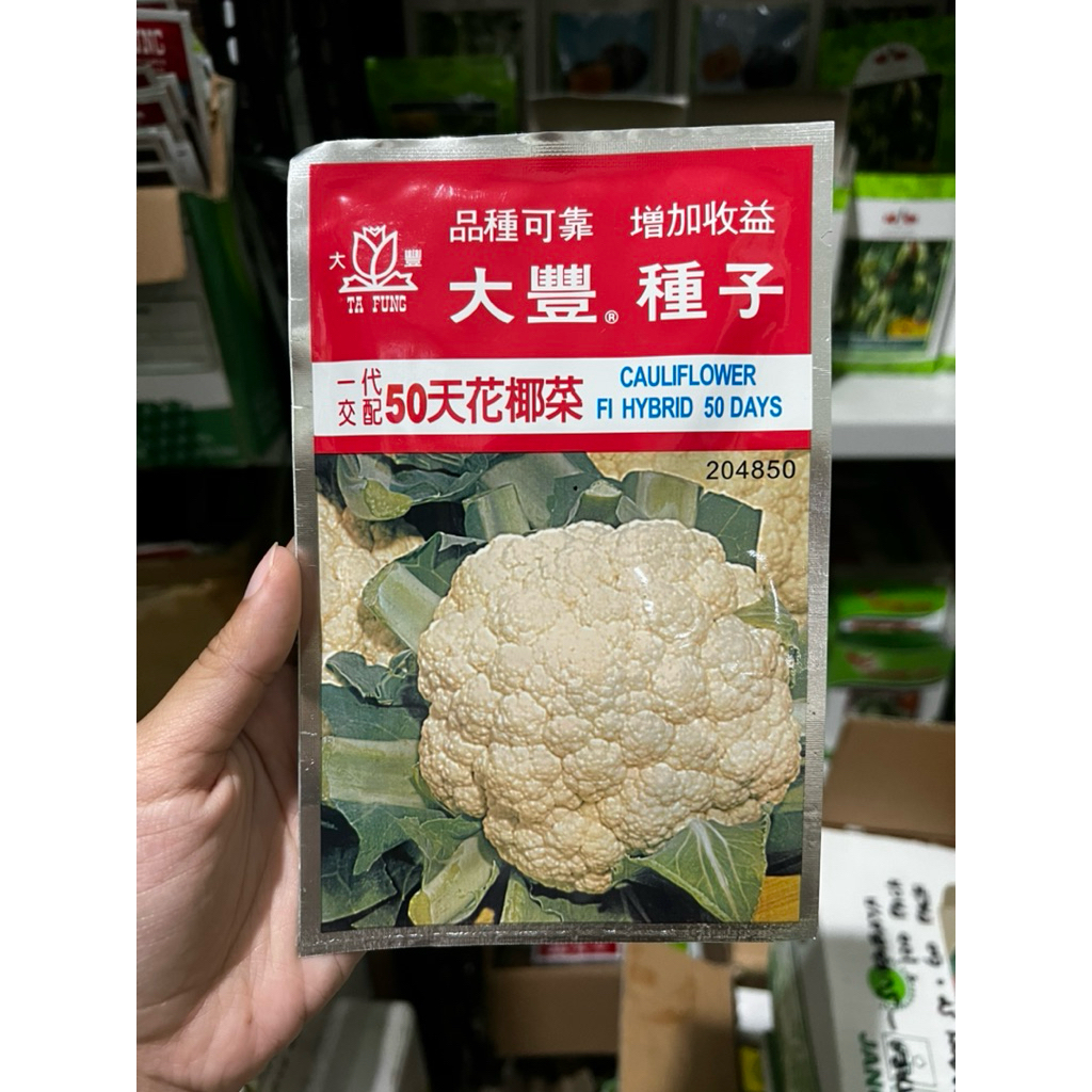 

Bibit Bunga Kol Benih Bungkul Tafung Cauliflower 10gram Hibrida 50 Hari Panen Brokoli Putih Tafung Cocok Dataran Rendah Sampai Menengah
