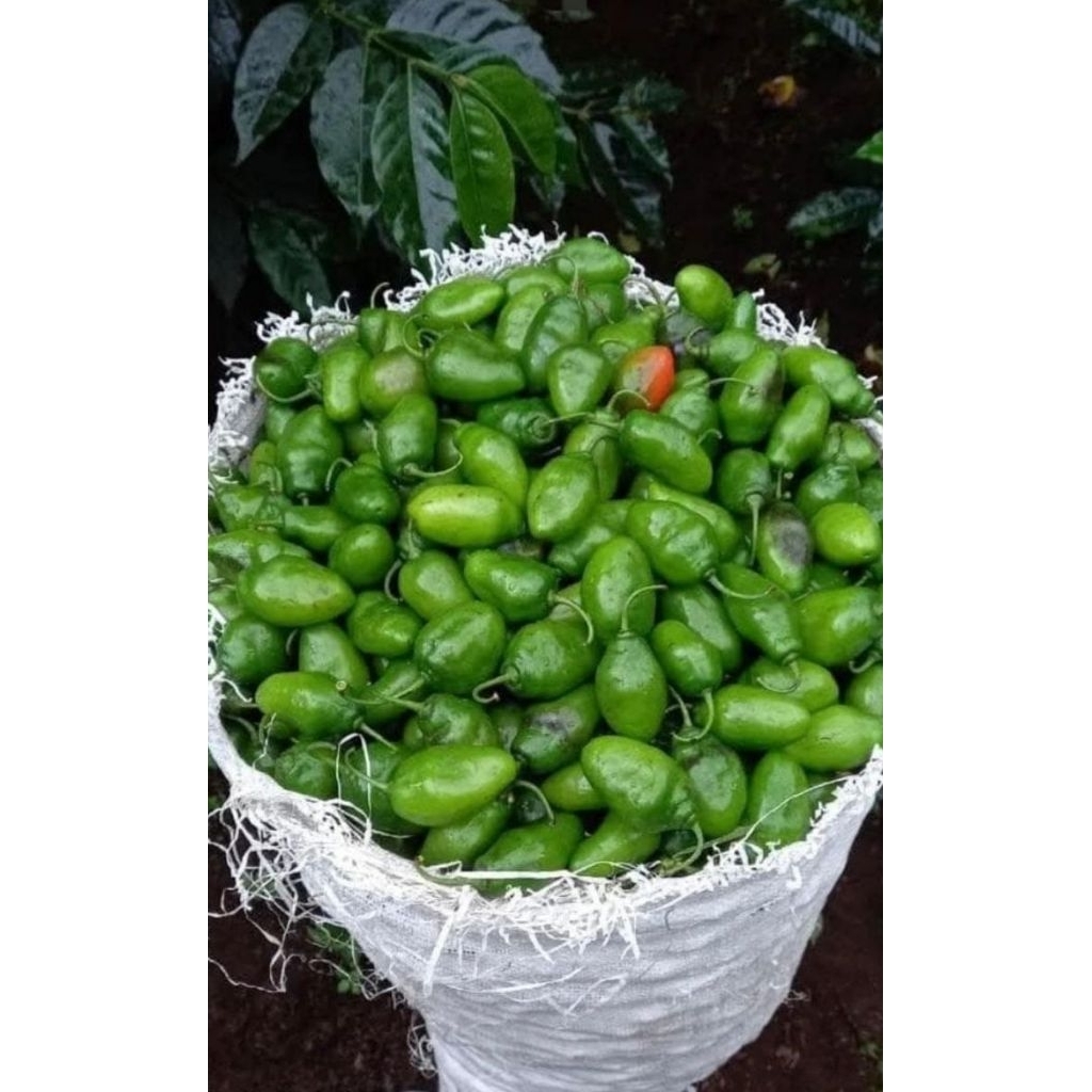 CABAI GENDOT FRESH / CABAI BENDOT/ CABE GENDOT DIENG / CABE HABANERO
