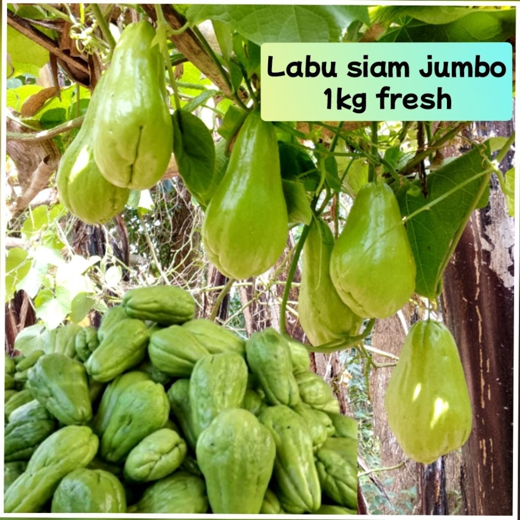 

labu Siam jumbo 1kg asli fresh langsung petik dari jalarnya bisa di kukus di pasak di tumis digoreng sebagai lauk pauk pelengkap sayuran teman dan sahabat ibu di dapur