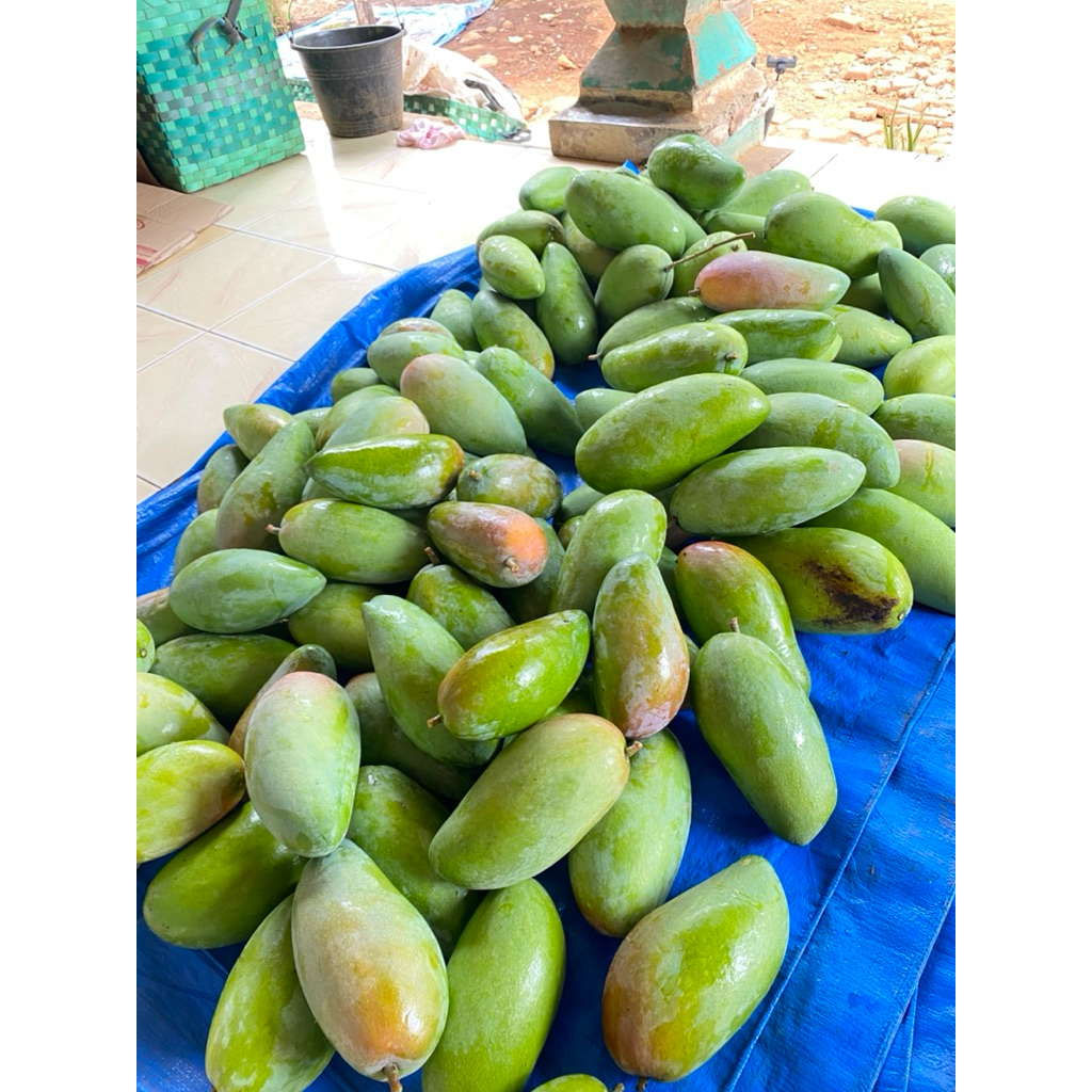

Mangga Kiojay Fresh Manis Asam Segar