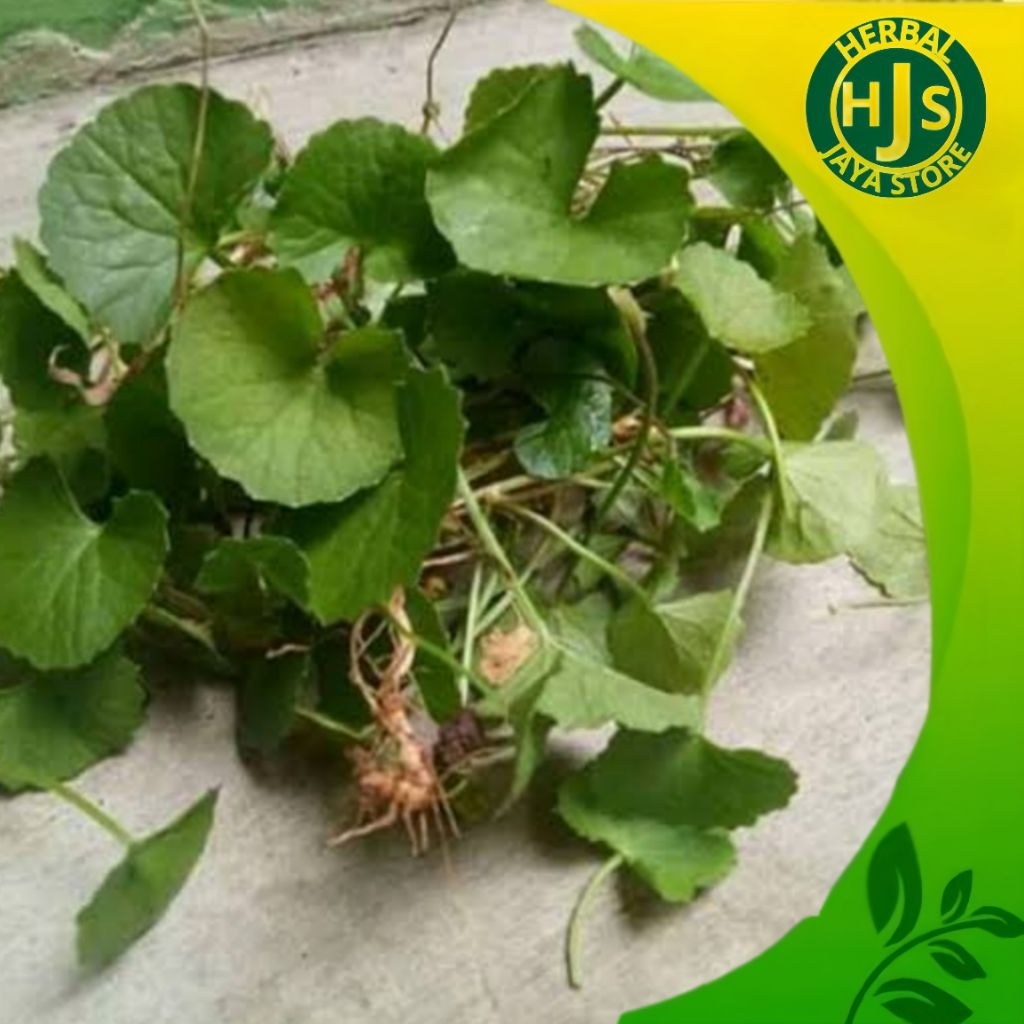 

Daun Pegagang atau Antanan Segar 1kg