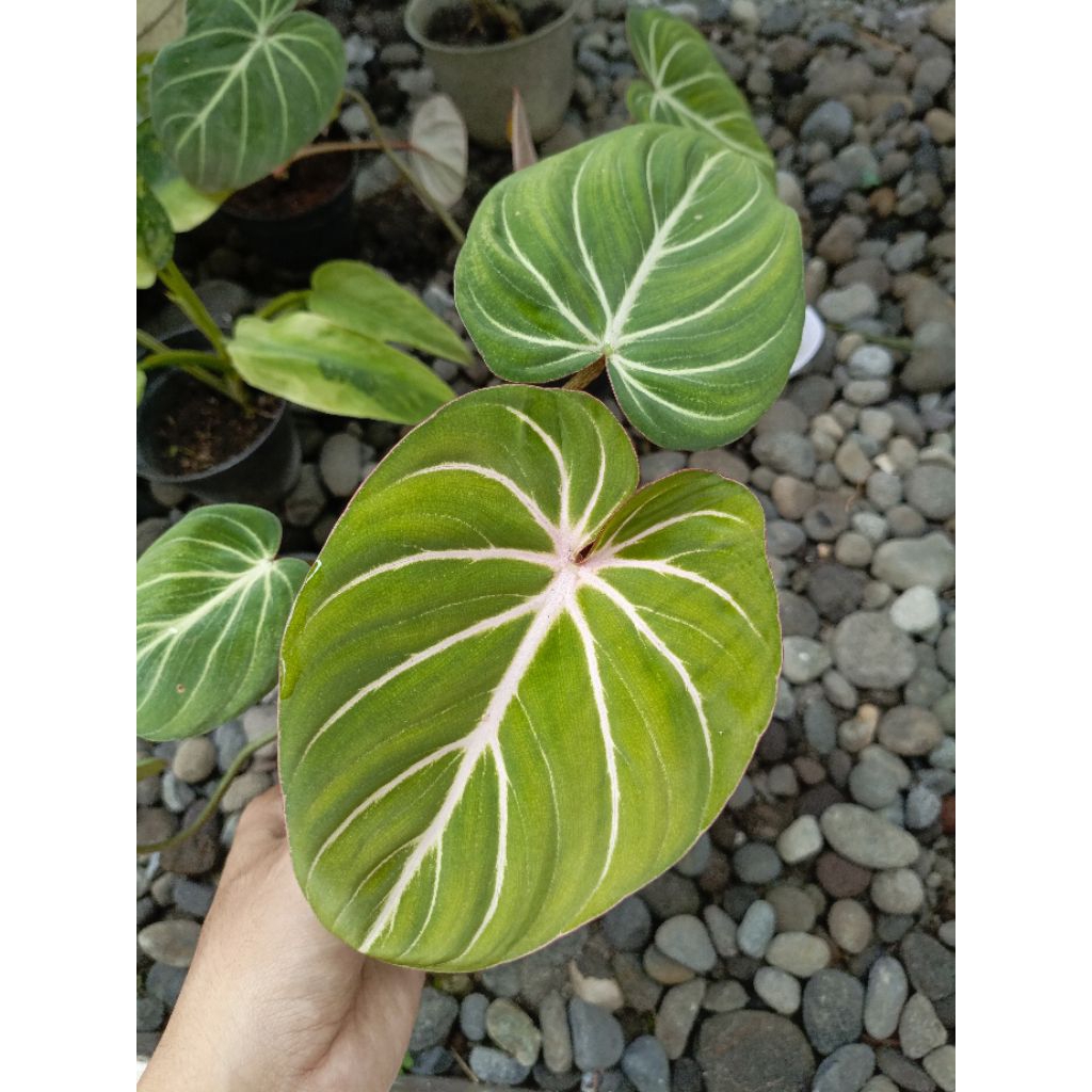 Philodendron Gloriosum White Veins