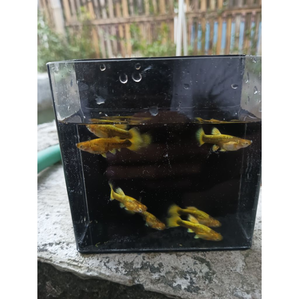 hiasan guppy full gold sepasang