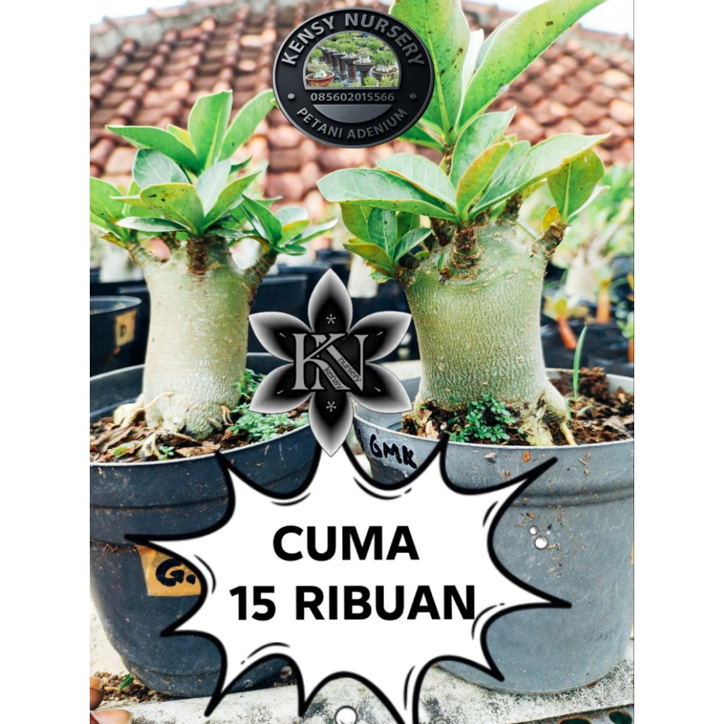 ADENIUM | ARABICUM | GODJI | NOMSOOD | PAKET ARABICUM MURAH |