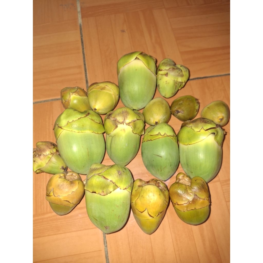

beluluk kelapa kecil tembuluk fresh hijau dan kuning alami banyak manfaatnya per butir