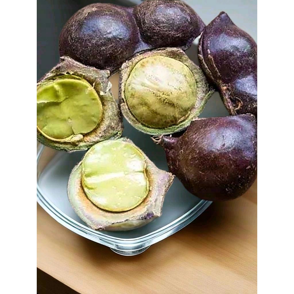 jengkol kulit tua jengkol pres jengkol lalapan