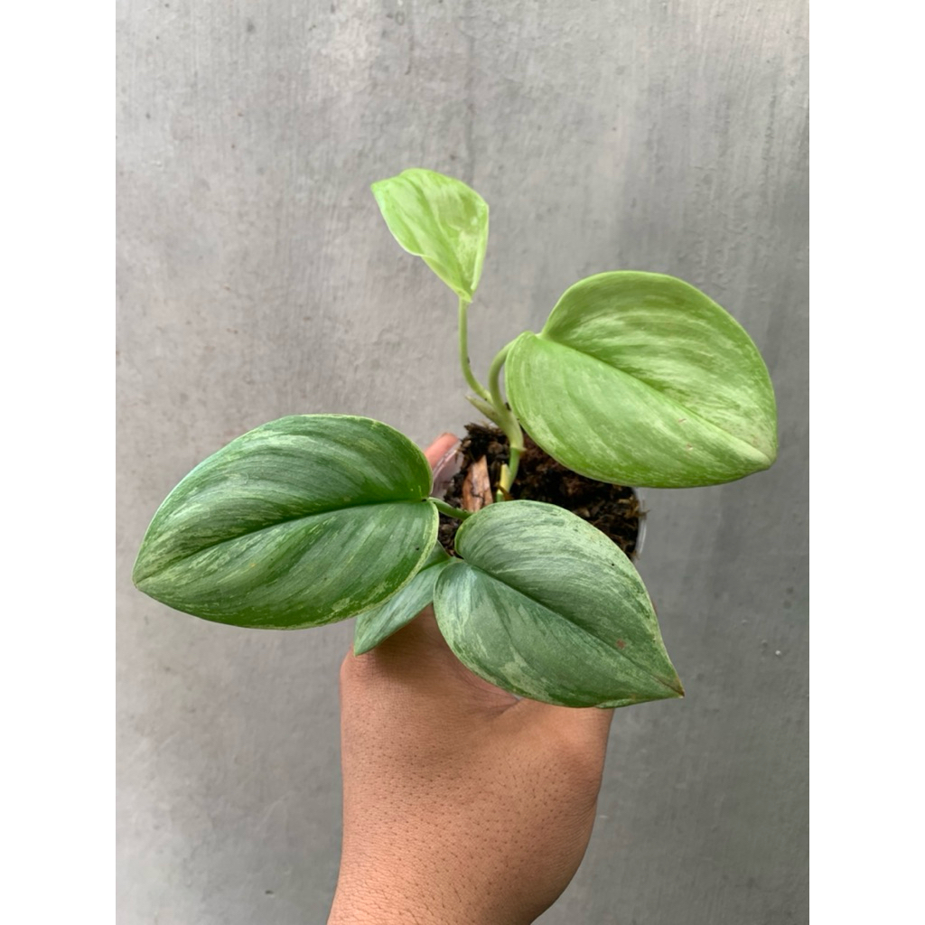 scindapsus trubii moonlight mint