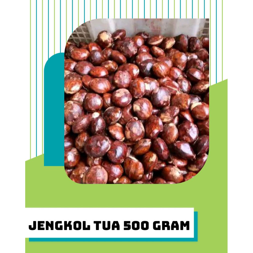 

JENGKOL TUA 500 KUALITAS ABRES