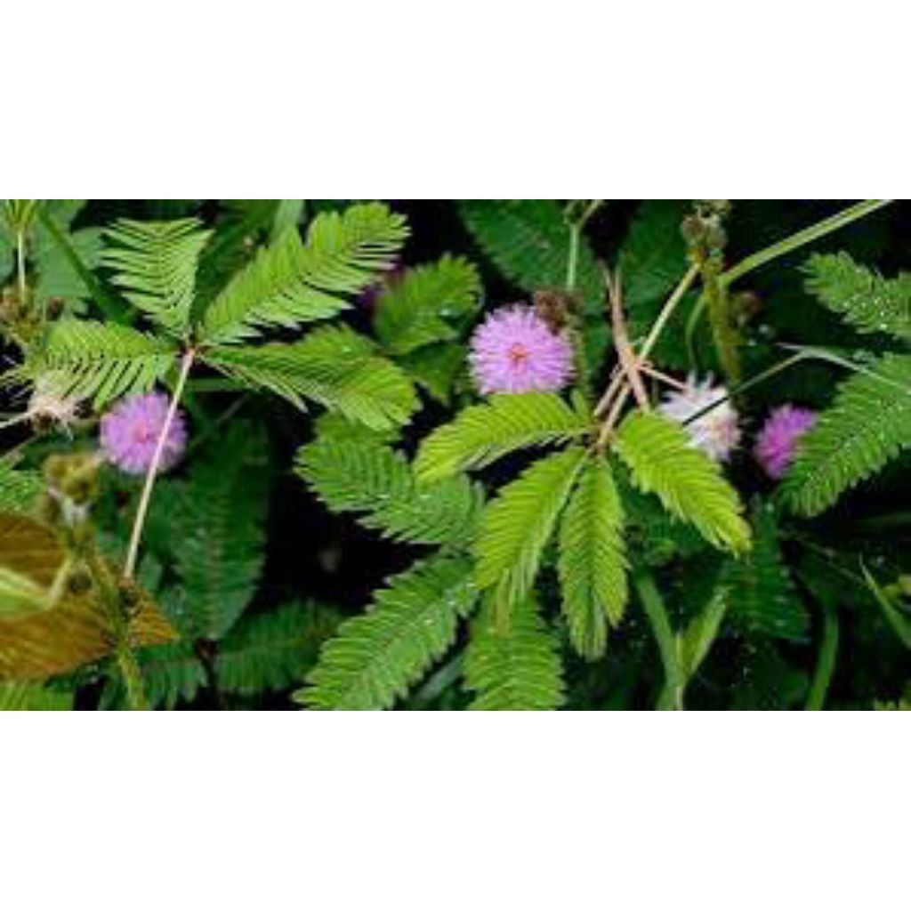 

putri malu segar/50g/samsul.herbal1