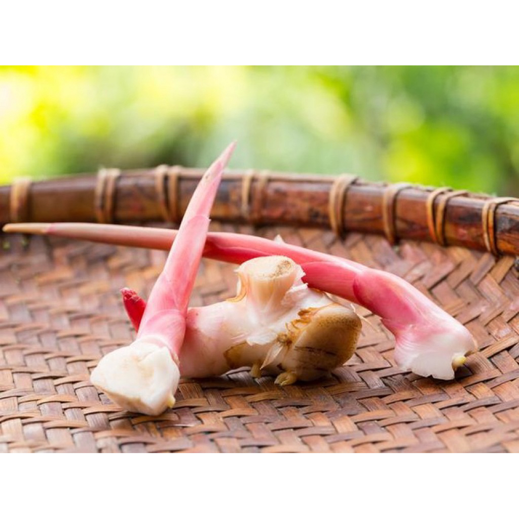 

Lengkuas Merah | 250gr / 500gr | untuk Bumbu Masakan / Herbal