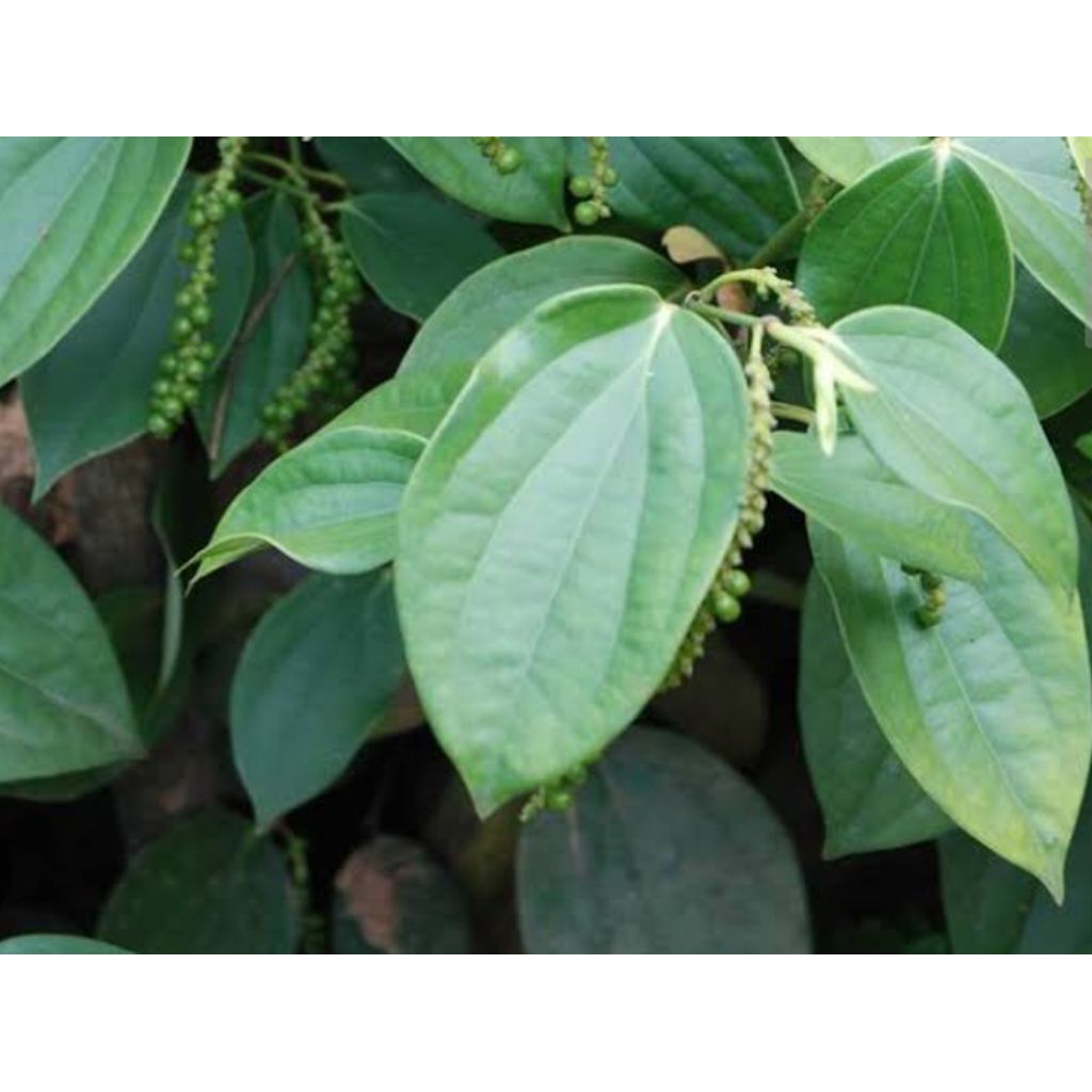 

Daun Lada segar di petik langsung 50 lembar