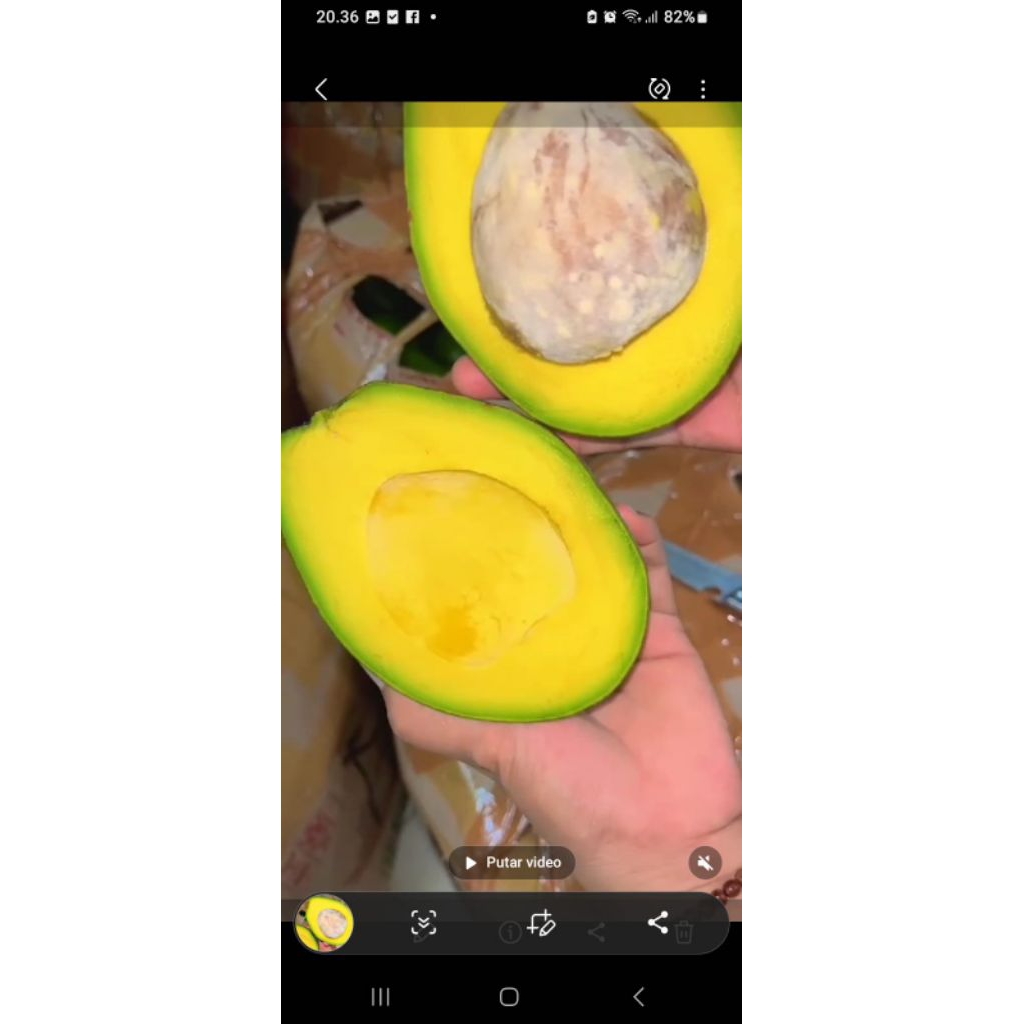 

ALPUKAT MENTEGA GREAD B ISI 5/6pc