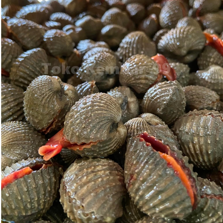 Kerang Dara Segar Kerang Dara 1Kg Kerang Darah