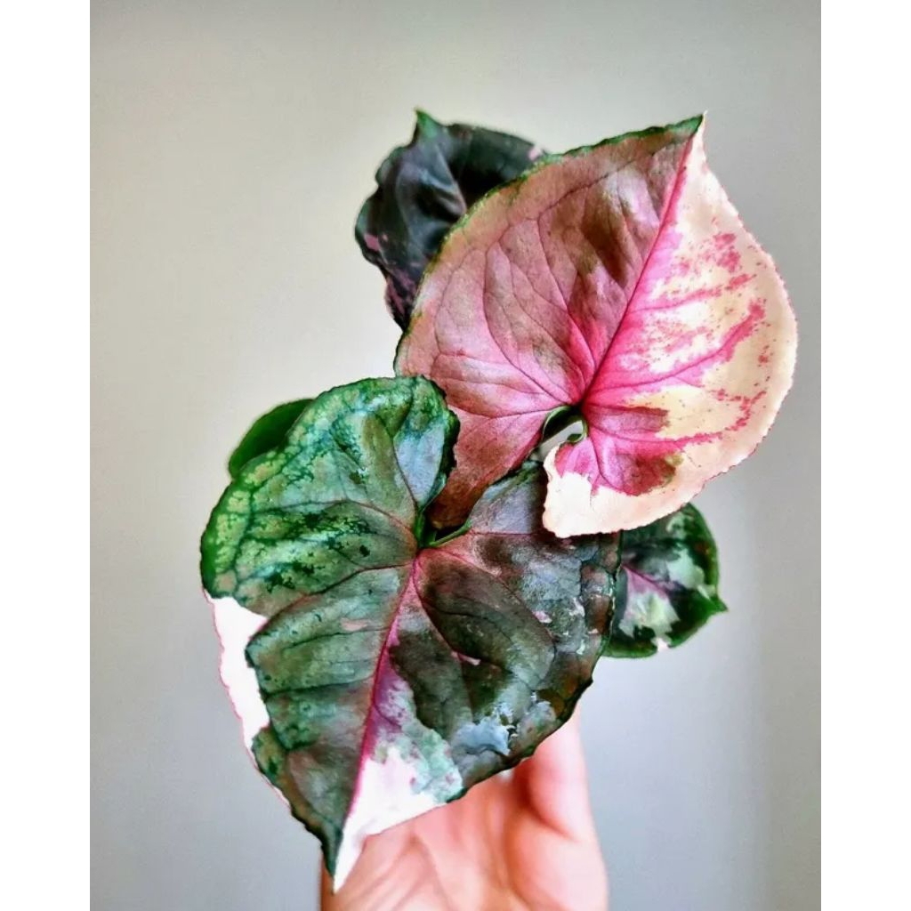 Tanaman Hias bonggol Varigata strawbery tricolor/bonggol Varigata