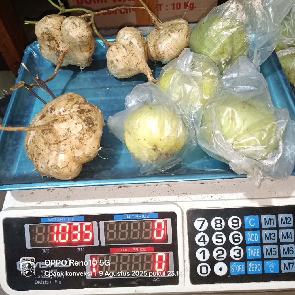 

PAKET JAMBU KRISTAL DAN BENGKOANG /BESUSU KEBUMEN / BENGKOANG KEBUMEN