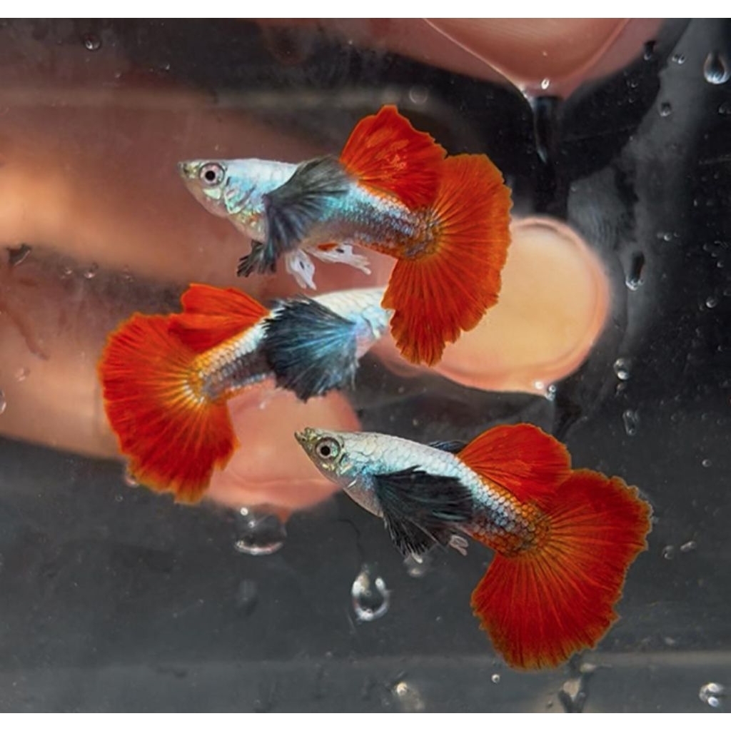 Pembersih aquarium PRTDE HM grade A