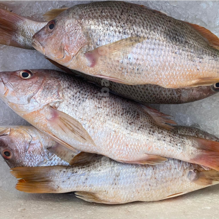 

Ikan Kakap Merah Segar 1Kg Ikan Kakap Merah Jenaha Ikan Jenaha