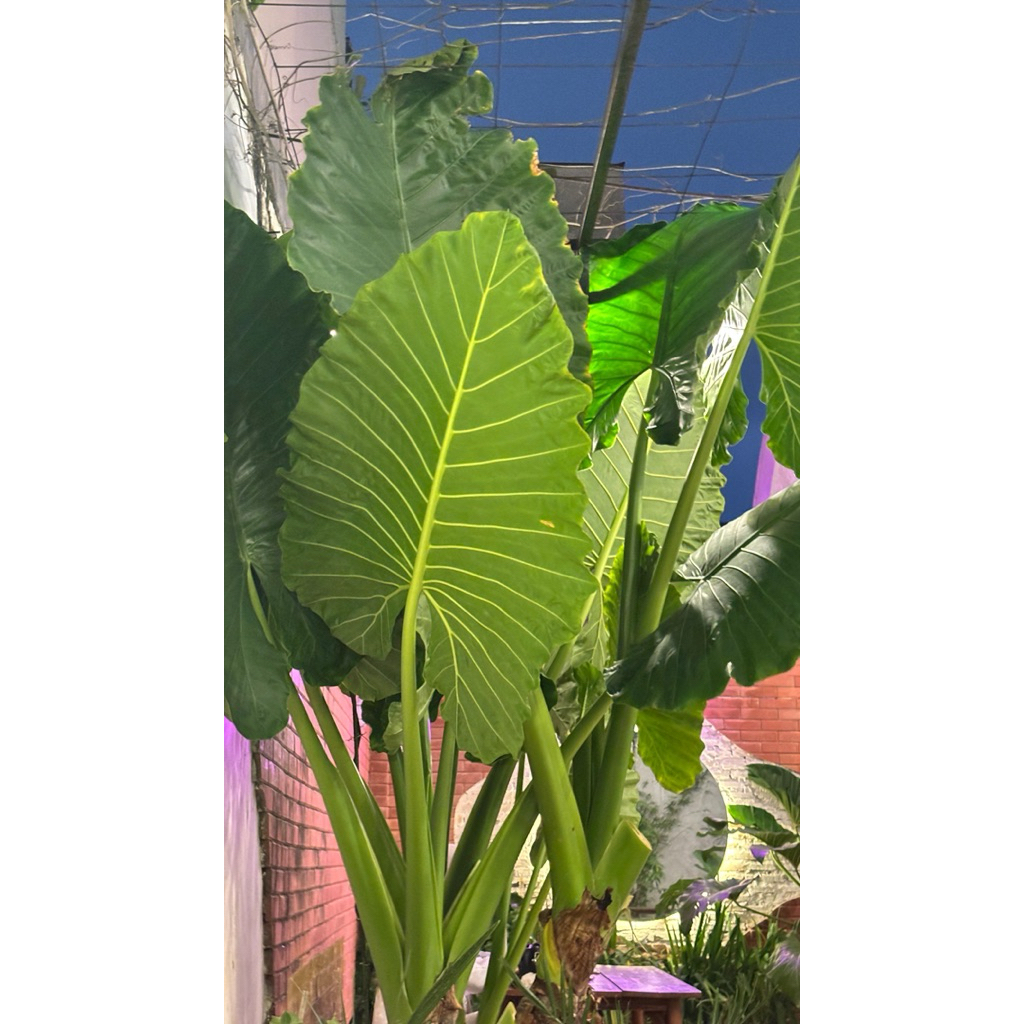 

Daun Talas | per helai