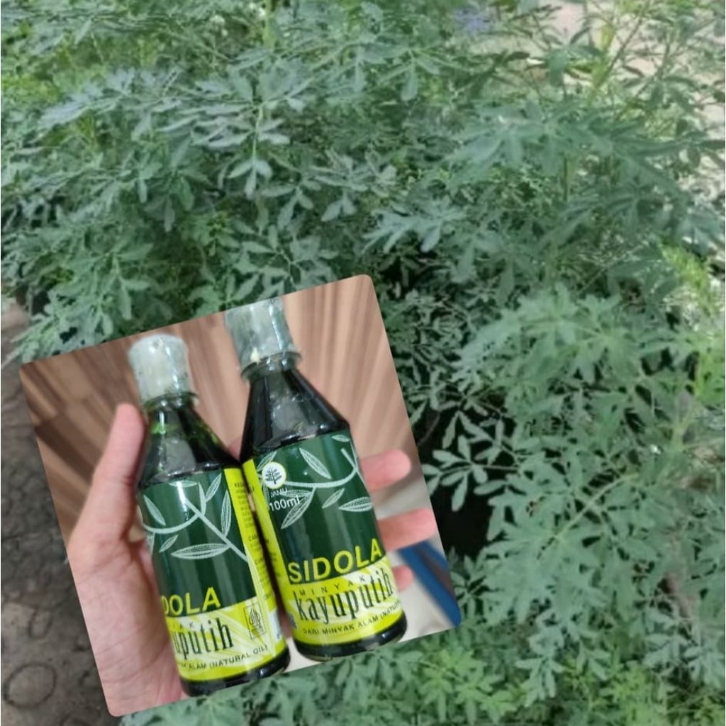 [SIDOLA] Minyak Kayu Putih Chau Chau /Minyak Chau2 /daun inggu / minyak rendam daun inggu