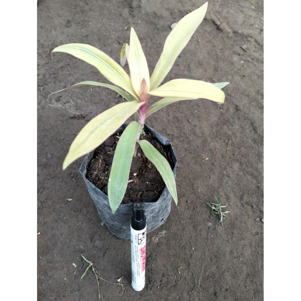 Bunga Adam Hawa Kuning Anakan