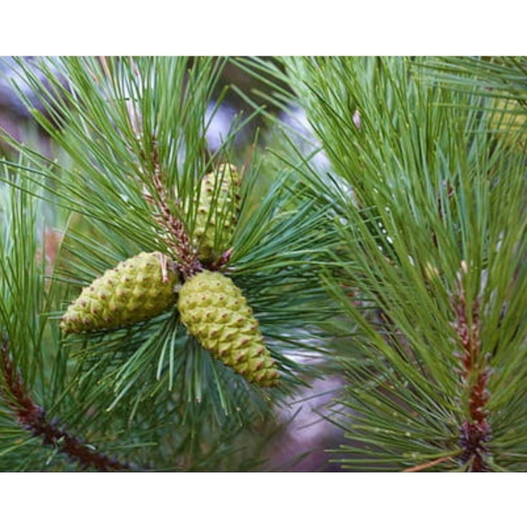 

Buah pinus muda segar almi asli dari alam 1 kg