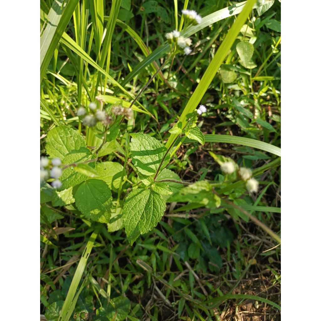 

Free kardus(Petik Kirim) 500gr & 1kg Babadotan Segar / Kering – Herbal Luka & Antiseptik Alami