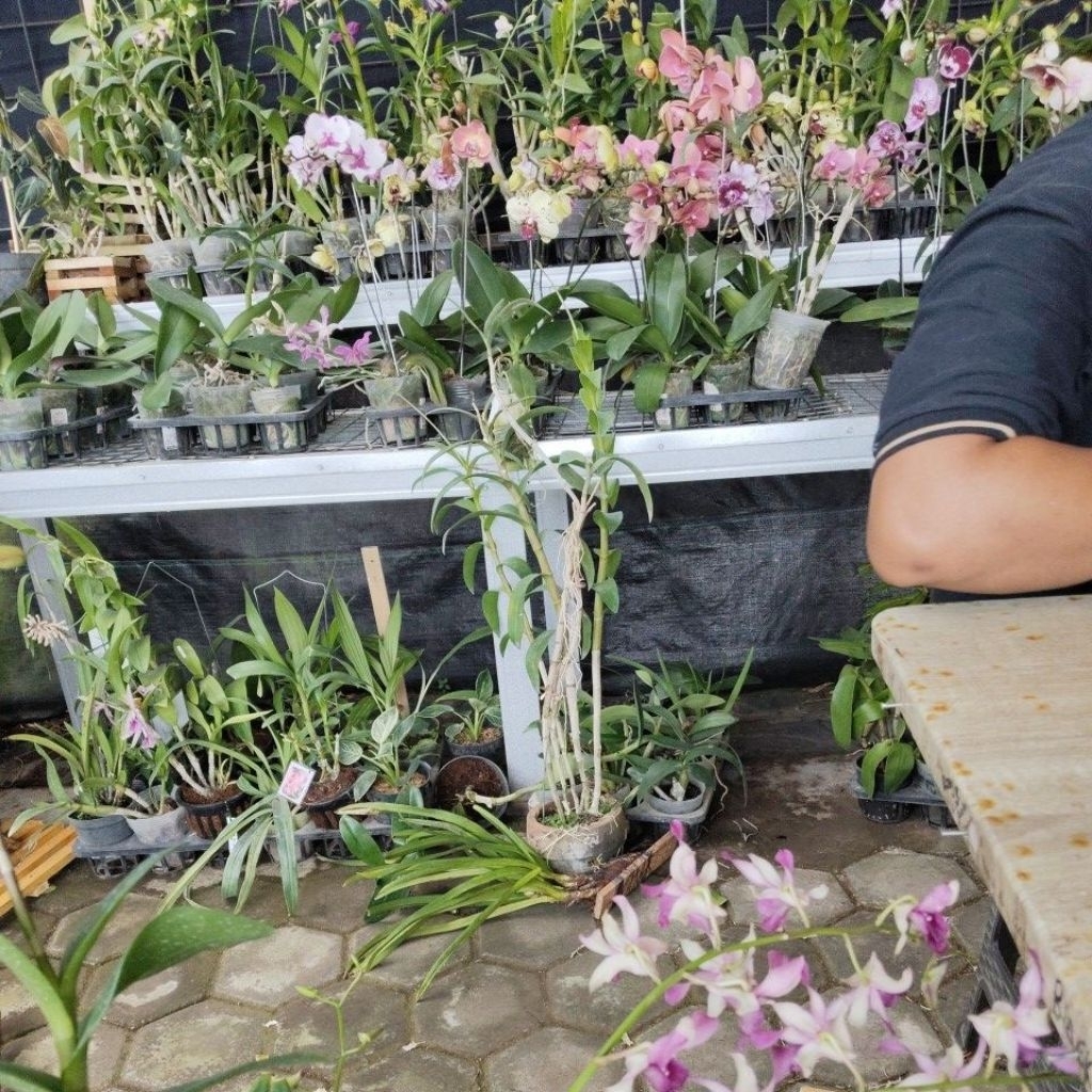 superbiens red tual maluku