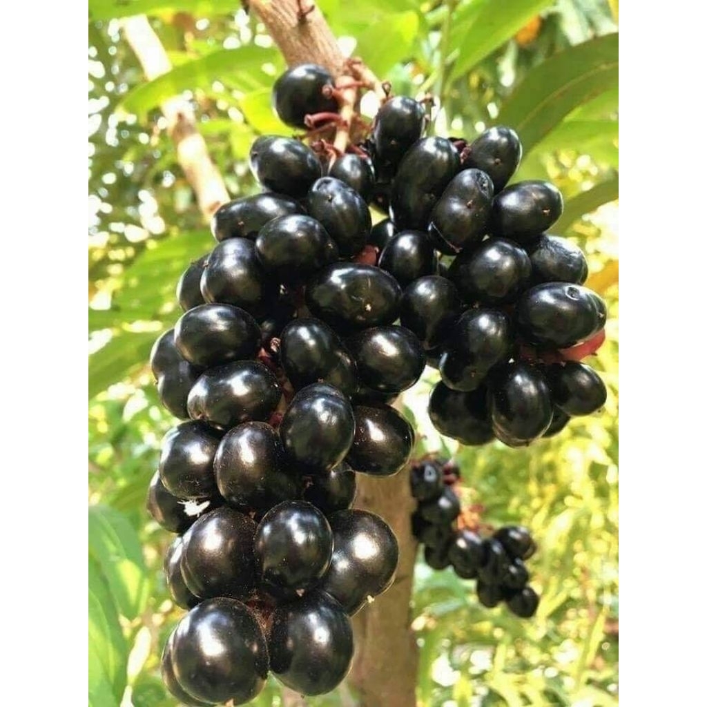 BUAH JAMBLANG/DUWEK/JUWET 1KG