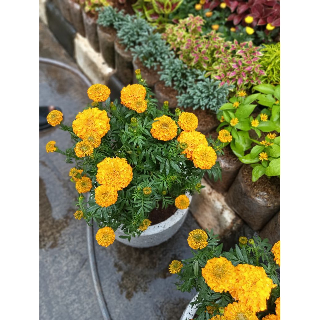 tanaman bunga marigold+pot
