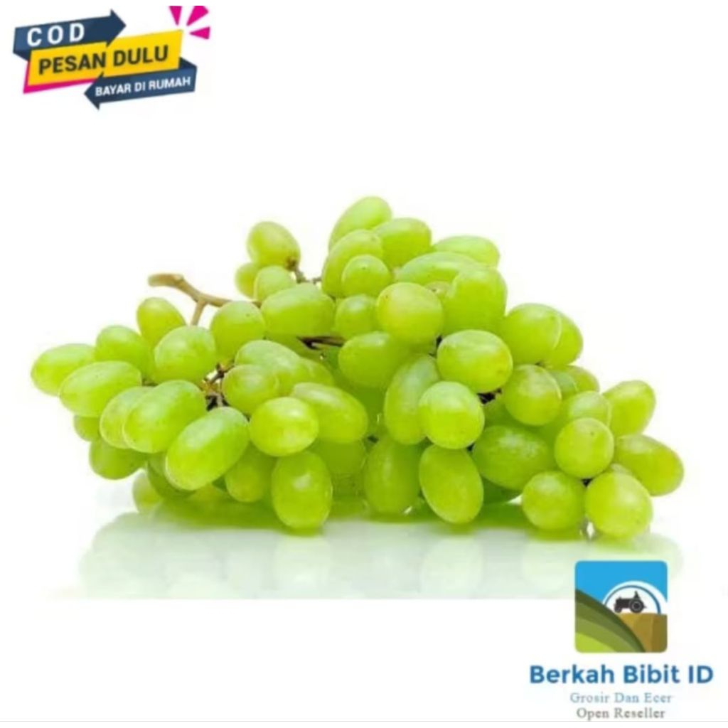 

bibit anggur hijau belgia (beli 5 bonus 1)