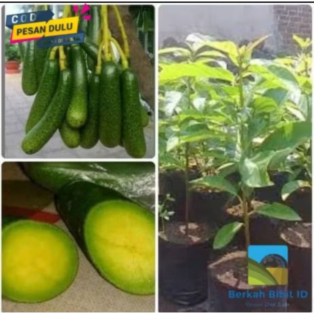 bibit tanaman alpukat tanpa biji okulasi super
