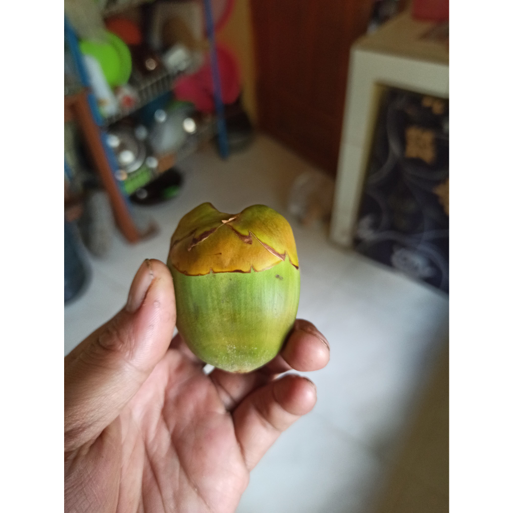 

zst12 - tembuluk kelapa hijau segar 10 biji / beluluk kelapa hijau segar 10 biji