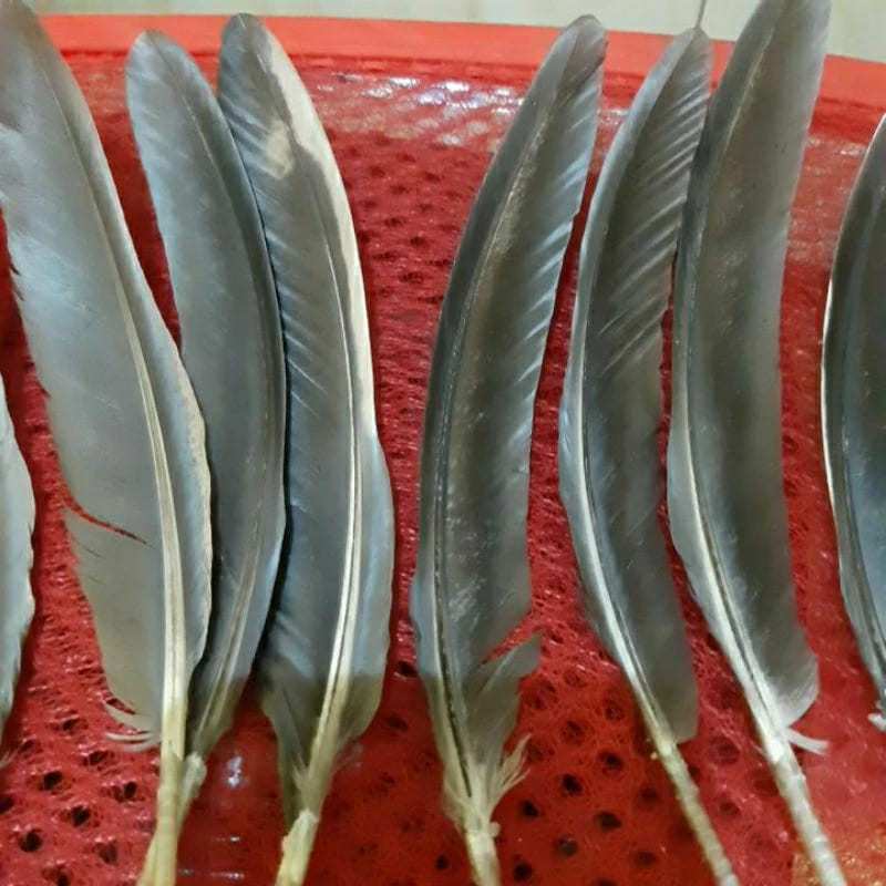 Bulu Sayap Jago Untuk Sulam / Bulu Sayap Ayam Harga per 5 helai - Best Quality
