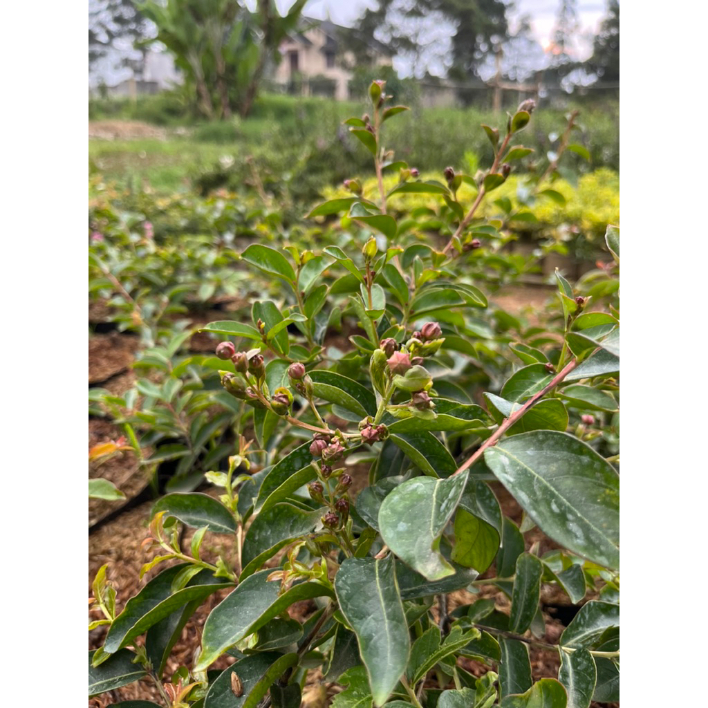 Tanaman Sakura Bungur lokal pink (Lagerstroemia Speciosa) Sakura Pink