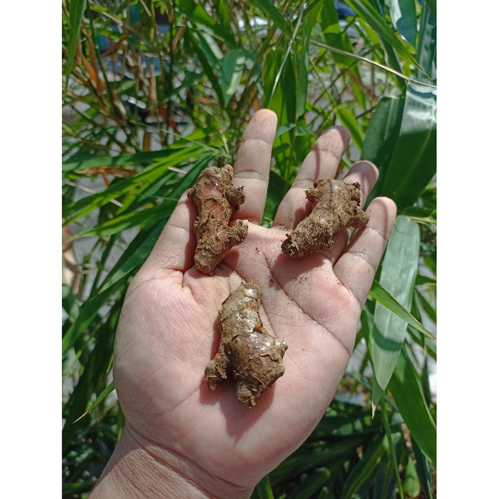 

Jahe Merah Size Kecil 500 Gram 1 Kg