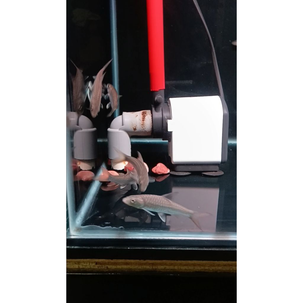 Doradoray_ Tor Putitora Bhutan 6-17Cm