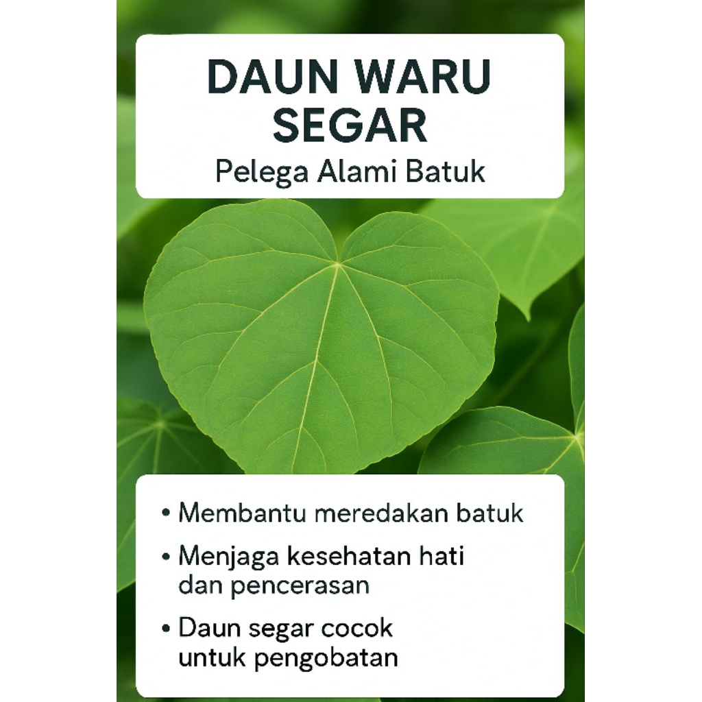

Daun Waru Hijau Segar | Daun Herbal Tradisional | Daun Waru Mentah