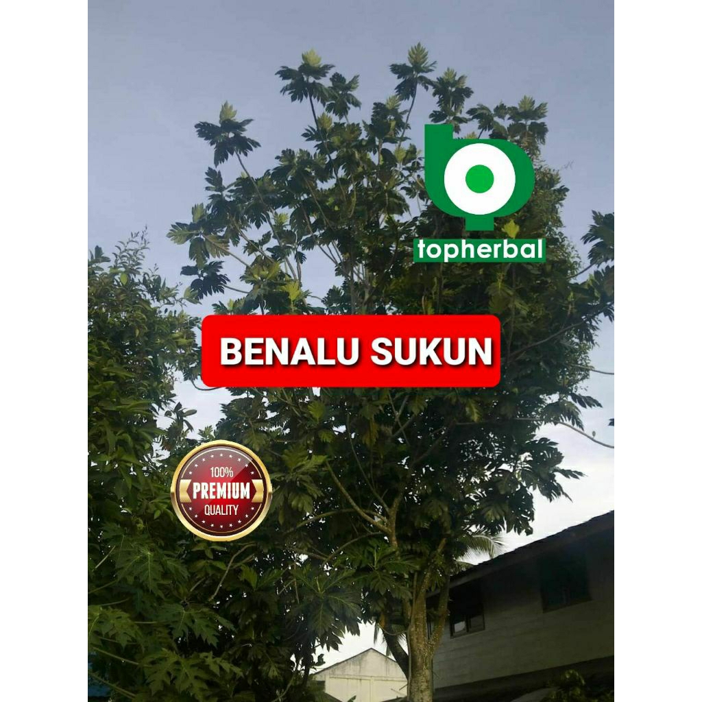 

BENALU SUKUN 250 GRAM GRADE TERTINGGI A+
