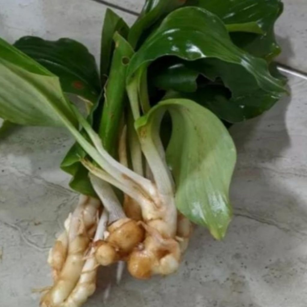 bibit kencur 5bibit kencur siap tanam