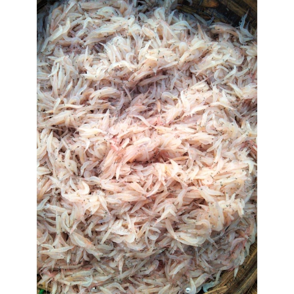 

rebon basah berat 250gr