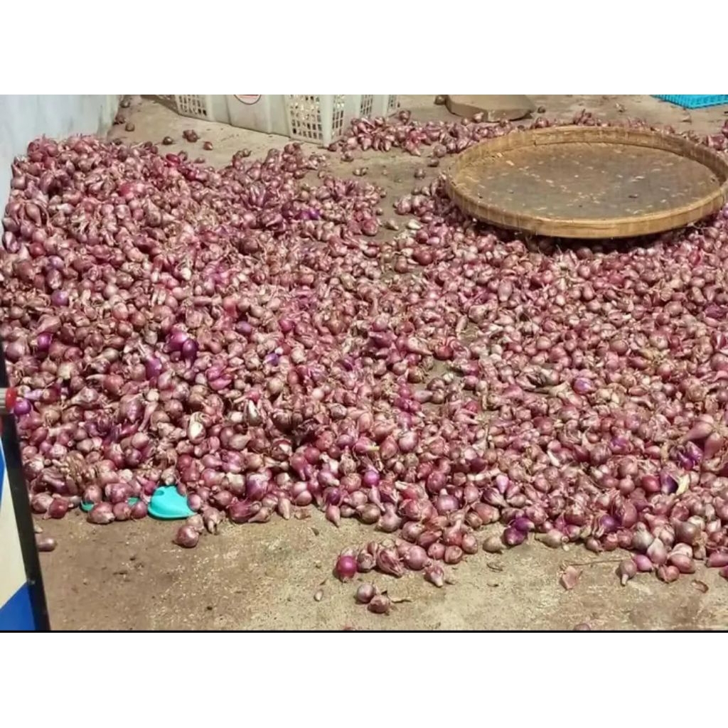 

bawang merah / brambang