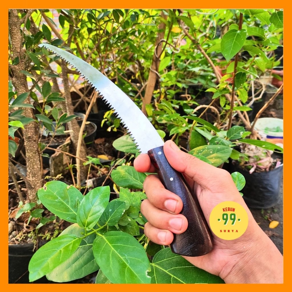 Gergaji Bonsai Mini Pruning Kecil Lengkung Kuat Tajam Siap Pakai 30cm Bahan Baja Ex Selendang