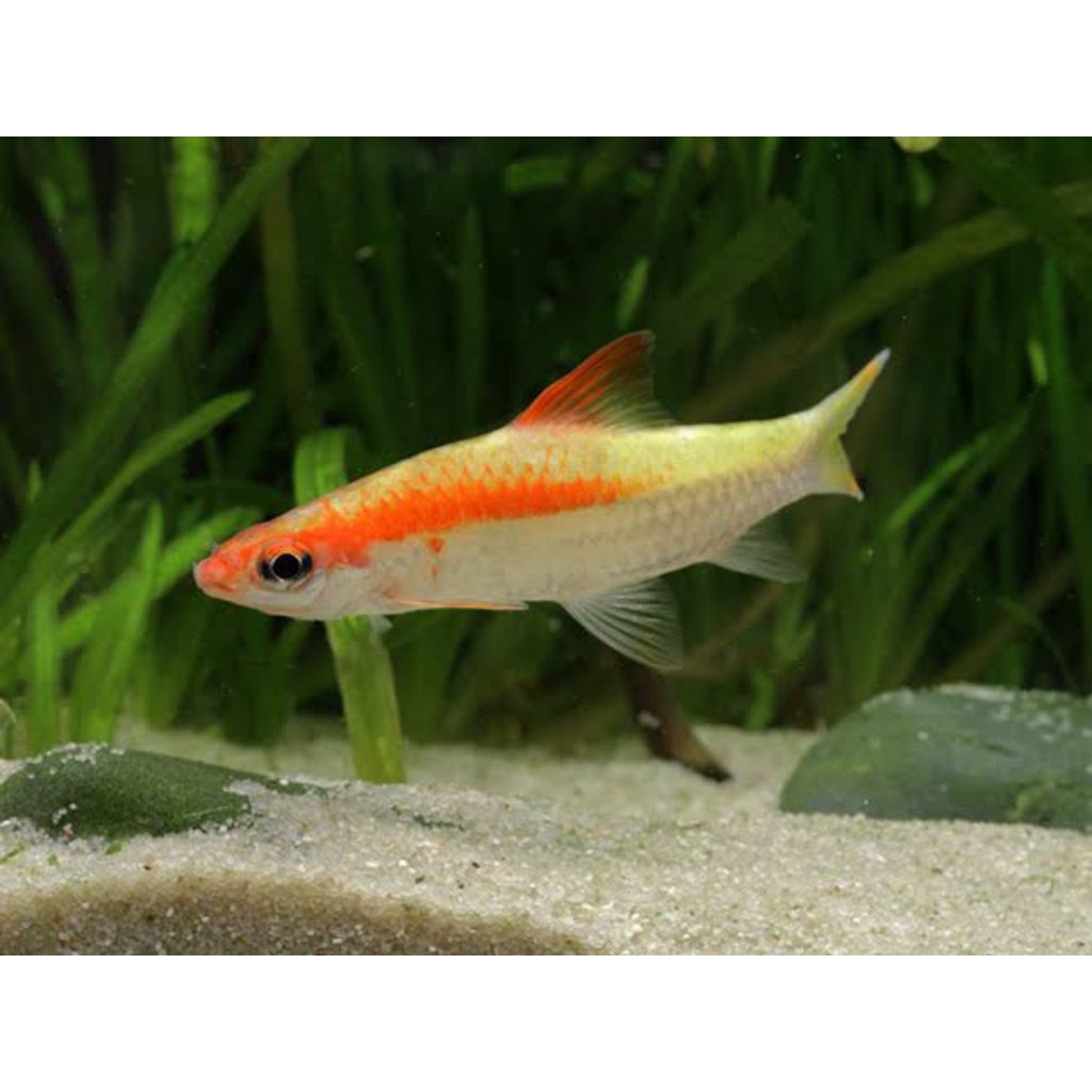 ikan pontius denisoni golden